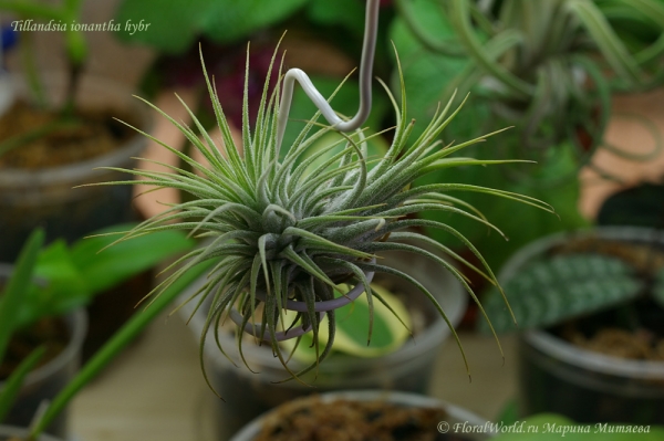 Тилландсия фиалкоцветковая (Tillandsia ionantha hybr)
Ключевые слова: тилландсия фиалкоцветковая Tillandsia ionantha hybr