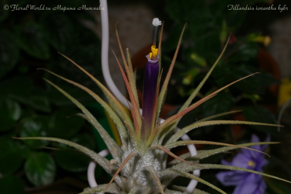 Тилландсия фиалкоцветковая (Tillandsia ionantha hybr)
[url=http://floralworld.ru/forum/index.php/topic,1516.0.html]Тема на форуме о  Tillandsia ionantha[/url]
Ключевые слова: Тилландсия фиалкоцветковая (Tillandsia ionantha hybr)