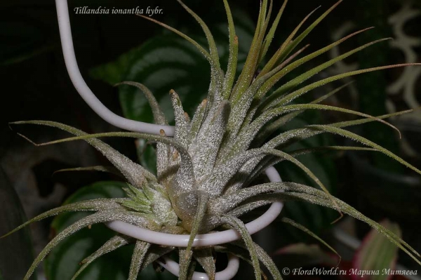 Тилландсия фиалкоцветковая (Tillandsia ionantha hybr)
[url=http://floralworld.ru/forum/index.php/topic,1516.0.html]Тема на форуме о  Tillandsia ionantha[/url]
Ключевые слова: Тилландсия фиалкоцветковая Tillandsia ionantha hybr фото детка