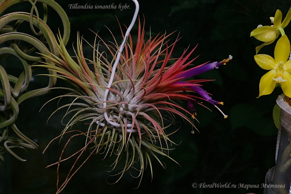 Tillandsia ionantha hybr
цветем
Ключевые слова: Tillandsia ionantha hybr цветение фото