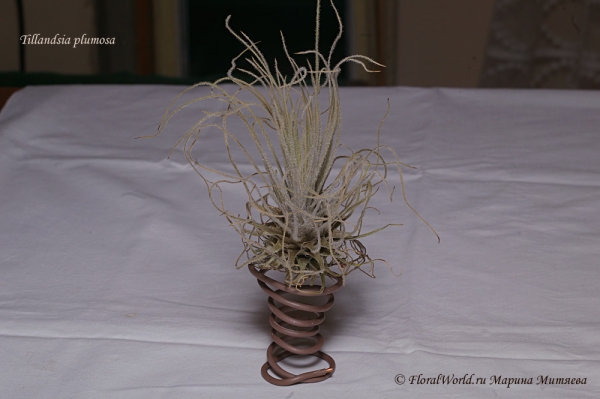 Tillandsia plumosa
Ключевые слова: Tillandsia plumosa