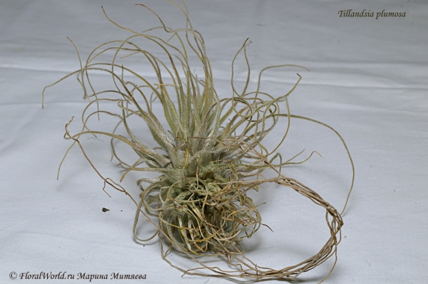 Tillandsia plumosa
Ключевые слова: Tillandsia plumosa