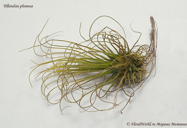 Tillandsia plumosa
малость пересушенная
Ключевые слова: Tillandsia plumosa