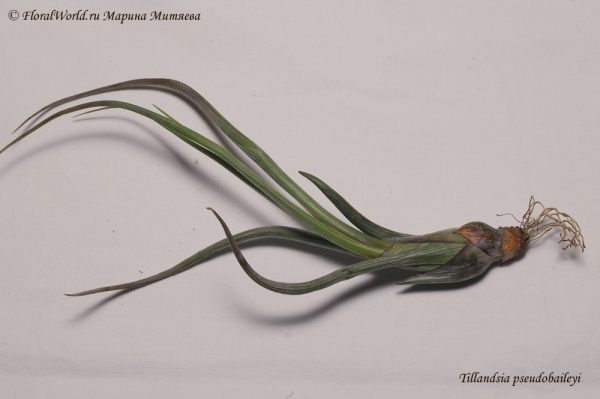 Tillandsia pseudobaileyi
Ключевые слова: Tillandsia pseudobaileyi