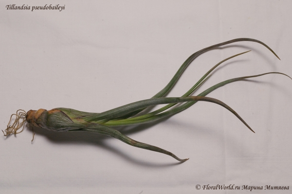 Tillandsia pseudobaileyi
Ключевые слова: Tillandsia pseudobaileyi