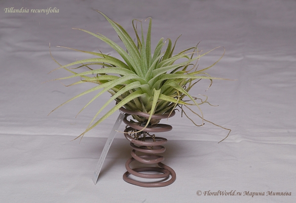 Tillandsia recurvifolia
Ключевые слова: Tillandsia recurvifolia