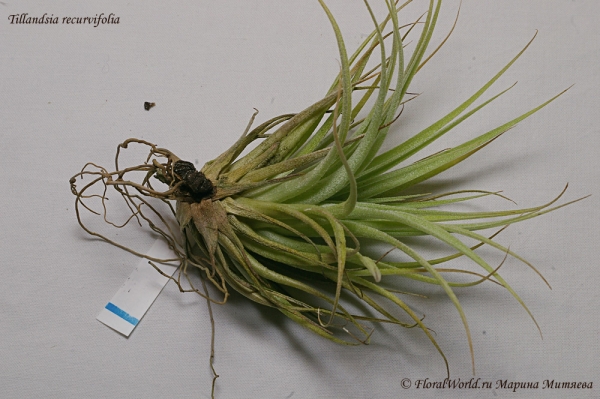 Tillandsia recurvifolia
Ключевые слова: Tillandsia recurvifolia