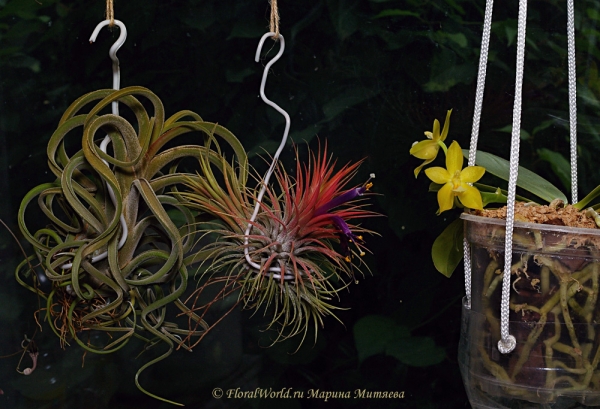 Tillandsia ionantha hybr и Tillandsia caput-medusae  и Phalaenopsis
Ключевые слова: Tillandsia ionantha hybr Tillandsia caput-medusae Phalaenopsis