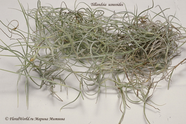 Tillandsia usneoides
Ключевые слова: Tillandsia usneoides