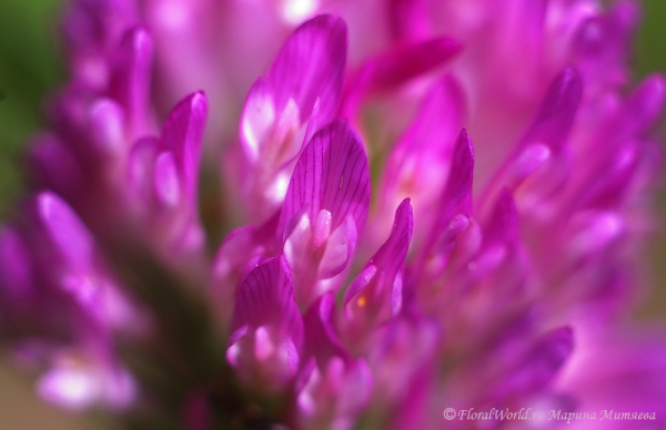 Клевер луговой, или красный (Trifolium pratense)
Ключевые слова: Клевер лугово́й, или красный Trifolium pratense