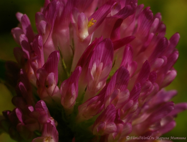 Клевер лугово&#769;й, или красный (Trifolium pratense)
Ключевые слова: Клевер лугово́й, или красный Trifolium pratense