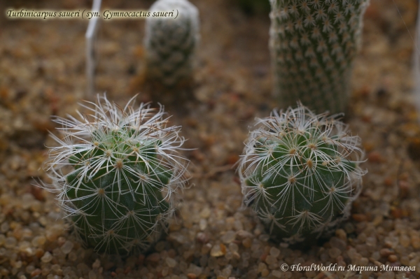 Turbinicarpus saueri (syn. Gymnocactus saueri)
Ключевые слова: Turbinicarpus saueri (syn. Gymnocactus saueri)