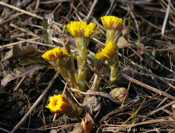 Мать-и-мачеха (Tussilago Farfara)
Пришла весна
Ключевые слова: Мать-и-мачеха Tussilago Farfara