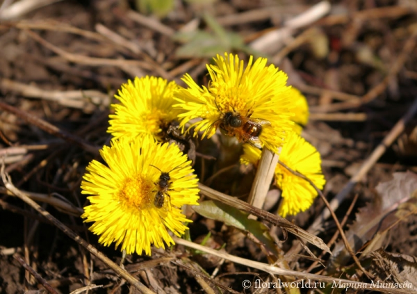 Мать-и-мачеха (Tussilago Farfara)
Ключевые слова: Мать-и-мачеха Tussilago Farfara