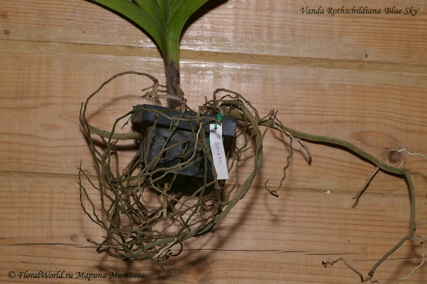 Vanda Rothschildiana Blue Sky
Корни.
Получена из thaiorchidsource.com в начале августа 2012 года
Ключевые слова: Vanda Rothschildiana Blue Sky корни