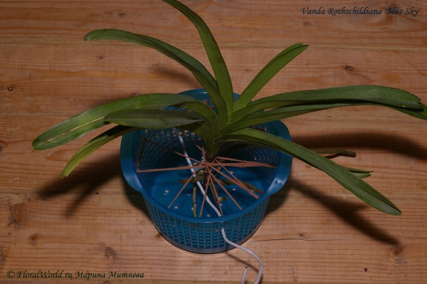 Vanda Rothschildiana Blue Sky
Посадка. 
Получена из thaiorchidsource.com в начале августа 2012 года
Ключевые слова: Vanda Rothschildiana Blue Sky