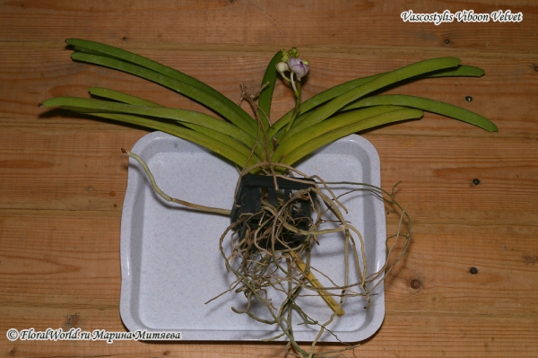 Vascostylis Viboon Velvet

Получена из yihcheng.com в середине мая 2012 года
Ключевые слова: Vascostylis Viboon Velvet