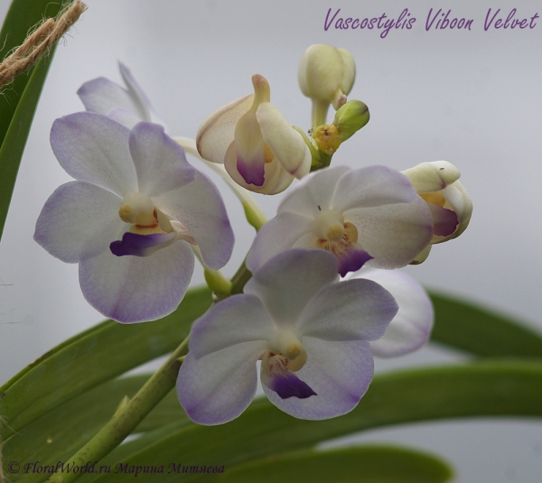 Vascostylis Viboon Velvet

Получена из yihcheng.com в середине мая 2012 года
Ключевые слова: Vascostylis Viboon Velvet цветение цветы