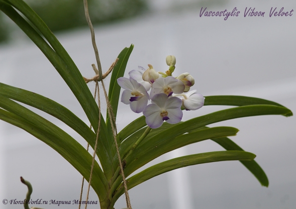 Vascostylis Viboon Velvet
Цветение.
Получена из yihcheng.com в середине мая 2012 года
Ключевые слова: Vascostylis Viboon Velvet цветы цветение