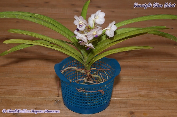 Vascostylis Viboon Velvet
Посадка.
Получена из yihcheng.com в середине мая 2012 года
Ключевые слова: Vascostylis Viboon Velvet