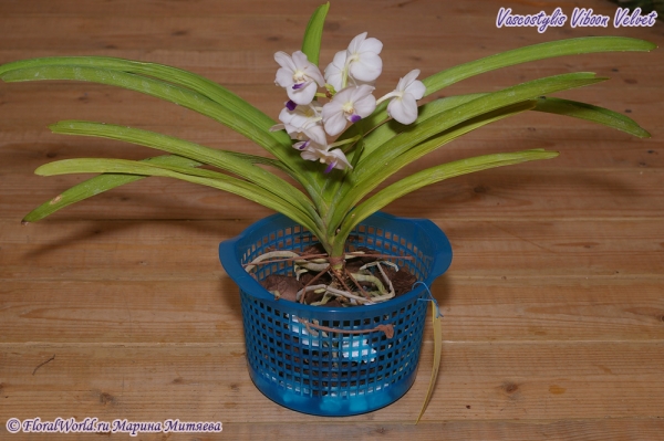 Vascostylis Viboon Velvet
Посадка.
Получена из yihcheng.com в середине мая 2012 года
Ключевые слова: Vascostylis Viboon Velvet