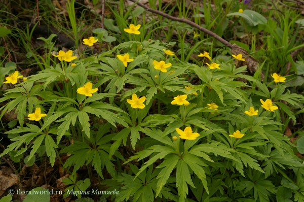 Ветреница лютичная (Anemone ranunculoides L.)
Ключевые слова: Ветреница лютичная Anemone ranunculoides L