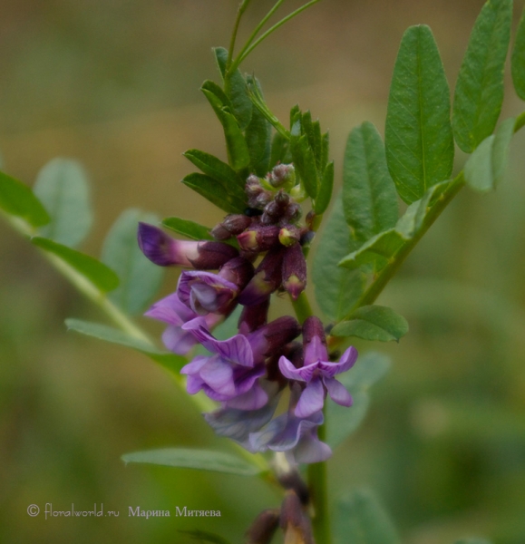 Мышиный горошек (Vicia cracca)
Удивительно нежное создание из семейства бобовых (Fabaceae).

Спросили мышек, веселых крошек:
"Скажите, мышки, тут чей горошек?"
Сказали мышки: "Тут наш горошек,
Такой кудрявый, такой хороший.
Пусть он невкусный, пусть он несладкий,
Но в нем мышата играют в прятки!"
Стихи Екатерины Серовой
Ключевые слова: мышиный горошек Vicia cracca