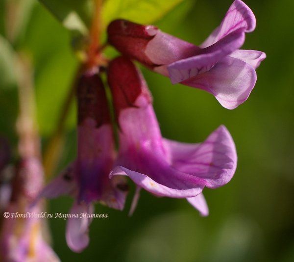 Цветы мышинного горошка (Vicia cracca)
Ключевые слова: Цветы мышинный горошек  Vicia cracca