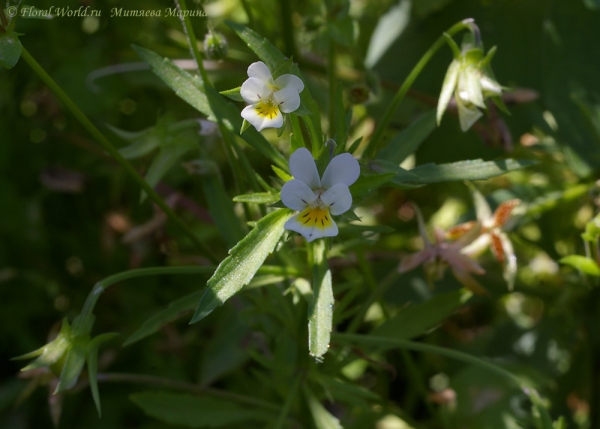 Фиалка полевая - Viola arvensis
Ключевые слова: Фиалка полевая  Viola arvensis