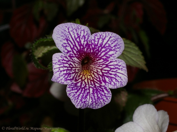 Ахименес сорт Ambroise Verschaffelt (Achimenes 'Ambroise Verschaffelt')
