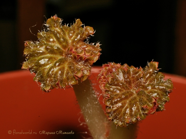 Бегония клубневая (Begonia x tuberhybrida)
Проснулась бегония, из-за того, что стояла в темном углу, листик такого интересного окраса. 
Ключевые слова: Бегония клубневая  Begonia x tuberhybrida