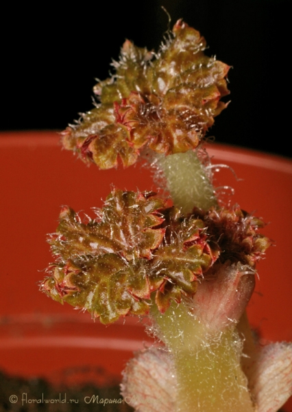 Бегония клубневая (Begonia x tuberhybrida)
Побег с листиками, весь в волосках, очень похож на грибочек. 
Ключевые слова: Бегония клубневая  Begonia x tuberhybrida