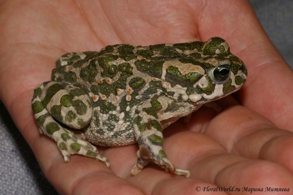 Зеленая жабка (Bufo viridis)
Ключевые слова: Зеленая жабка bufo viridis