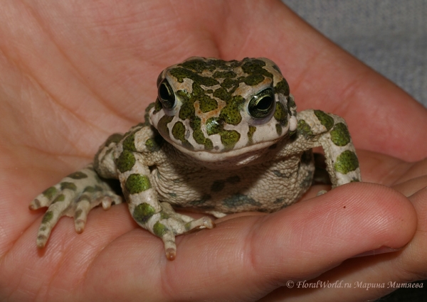 Зеленая жабка (Bufo viridis)
Ключевые слова: Зеленая жабка bufo viridis