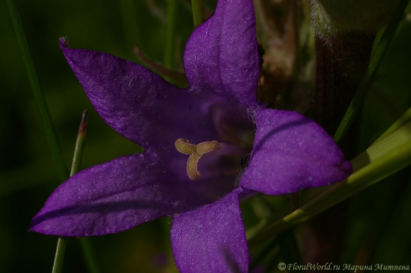 Колокольчик раскидистый (Campanula patula)
Ключевые слова: Колокольчик раскидистый Campanula patula