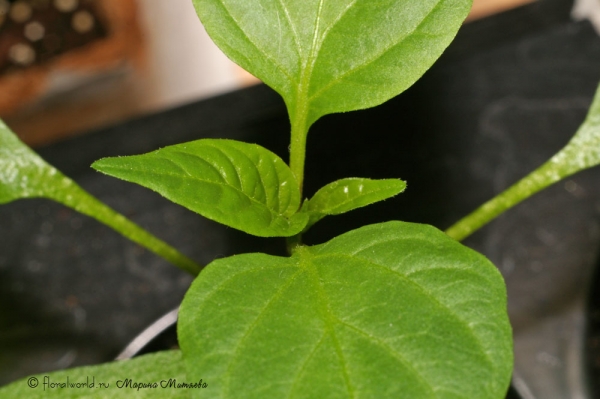 Растет сладкий перец (Capsicum)
Ключевые слова: сладкий перец capsicum