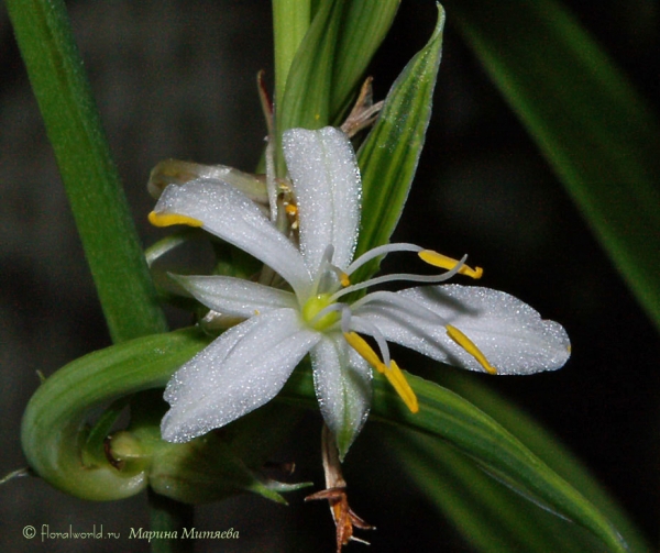 Цветок хлорофитума хохлатого (Chlorophytum comosum)
Вот такими маленькими лилиями цветет хлорофитум :-)))
Ключевые слова: Цветок фото хлорофитум хохлатый Chlorophytum comosum