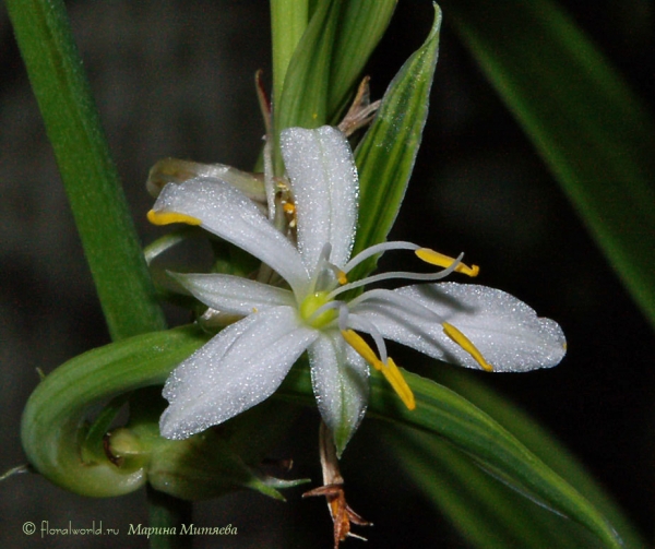 Цветок хлорофитума хохлатого (Chlorophytum comosum)
Вот такими маленькими лилиями цветет хлорофитум :-)))
Ключевые слова: Цветок фото хлорофитум хохлатый  Chlorophytum comosum 