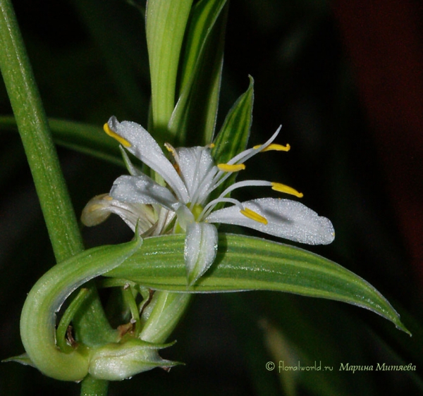 Цветок хлорофитума хохлатого (Chlorophytum comosum)
[url=http://floralworld.ru/forum/hlorofitum-t7.0.html]Обсуждение Хлорофитума на форуме[/url]

[url=http://www.floralworld.ru/encyclopedia/plants/Chlorophytum.html]Статья на сайте о Хлорофитуме[/url]
Ключевые слова: Цветок фото хлорофитум хохлатый  Chlorophytum comosum 