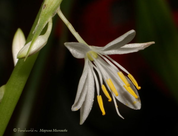 Цветок хлорофитума хохлатого в 2008 (Chlorophytum comosum)
Ура скоро весна, распустился первый цветочек у хлорофитума.
Ключевые слова: Цветок фото хлорофитум хохлатый  Chlorophytum comosum 