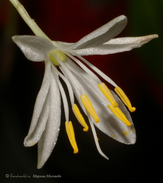 Цветок хлорофитума хохлатого в 2008 (Chlorophytum comosum)
Ключевые слова: Цветок фото хлорофитум хохлатый  Chlorophytum comosum 