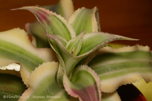 Криптантус двуполосый (Cryptanthus bivittatus)
[url=http://www.floralworld.ru/encyclopedia/plants/Cryptanthus.html]Статья на сайте о криптантусе[/url]
[url=http://floralworld.ru/forum/kriptantus_zemlyanaya_zvezda_cryptanthus-t738.0.html]Обсуждение на форуме[/url]
Ключевые слова: Криптантус двуполосый Cryptanthus bivittatus фото