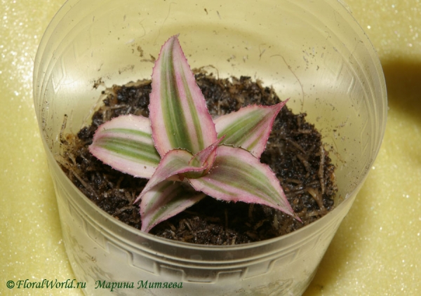 Криптантус двуполосый (Cryptanthus bivittatus)
Укореняется маленькая детка криптантуса

[url=http://www.floralworld.ru/encyclopedia/plants/Cryptanthus.html]Статья на сайте о криптантусе[/url]
[url=http://floralworld.ru/forum/kriptantus_zemlyanaya_zvezda_cryptanthus-t738.0.html]Обсуждение на форуме[/url]
Ключевые слова: Криптантус двуполосый Cryptanthus bivittatus фото