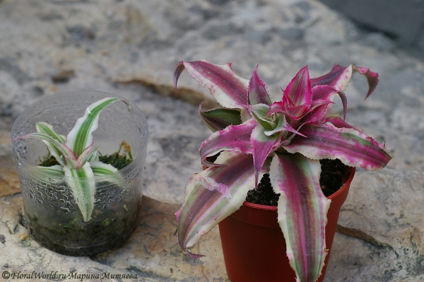 Криптантус двуполосый (Cryptanthus bivittatus)
Ключевые слова: Криптантус двуполосый Cryptanthus bivittatus фото