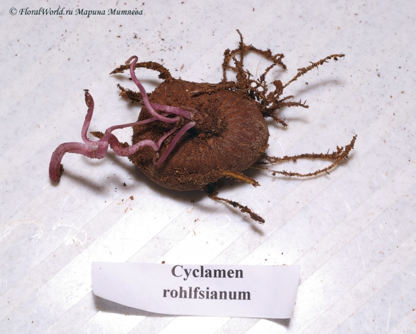 Cyclamen rohlfsianum
Ключевые слова: Cyclamen rohlfsianum