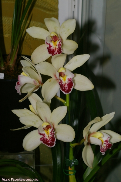 Cymbidium sp.
Ключевые слова: Cymbidium sp.