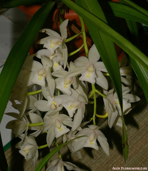 Cymbidium sp.
Ключевые слова: Cymbidium sp.