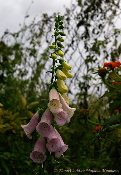 Наперстянка (Digitalis ssp)
Ключевые слова: Наперстянка Digitalis