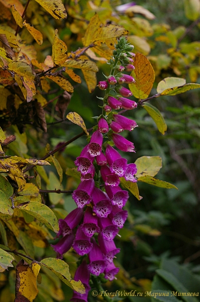 Наперстянка (Digitalis ssp)
Ключевые слова: Наперстянка Digitalis