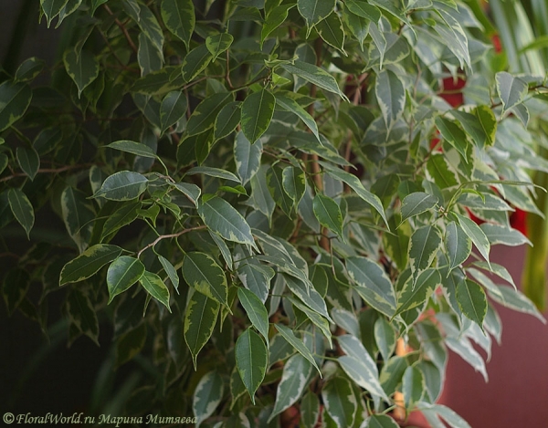 Листва фикуса
Фикус бенджамина (Ficus benjamina), а вот какой сорт я не помню.
Ключевые слова: Фикус бенджамина Ficus benjamina